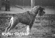 RUFUS TAFFETA