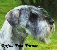 CH. TEDESCA TINA TURNER HD0