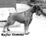 RUFUS DOMINO CH. SOC. GIOVANI