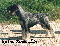 CH.DEL MONDO GIOVANI 2000 CH.IT RUFUS ESMERALDA