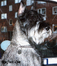 CH. RUFUS ITA VWC