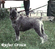 RUFUS ORTICA