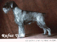 CH. IT. D.BDS RUFUS TABU' HD0
