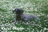CH. RIP RUFUS VANDA