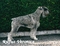 CH. IT. INT. RUFUS VERONICA HD0