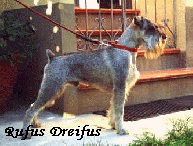 RUFUS DREIFUS