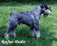 CH.IT. RUFUS DODO SEL AAA HD0