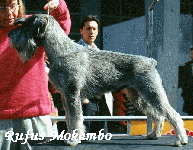 RUFUS MOKANBO A 9 MESI